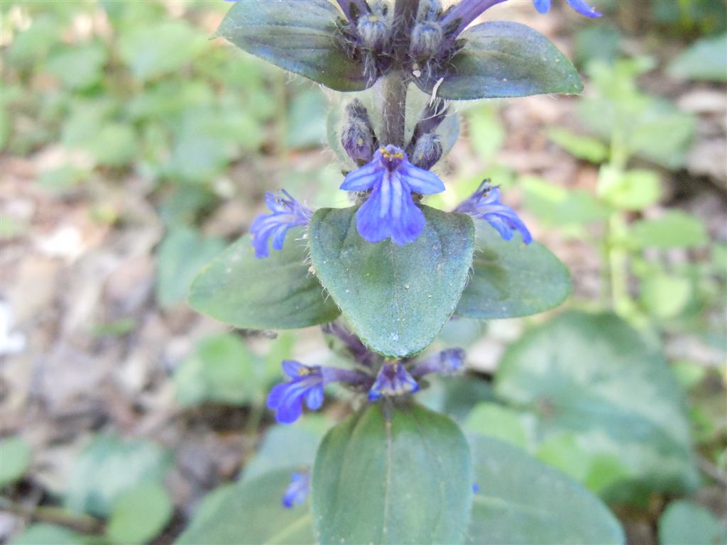 Ajuga reptans